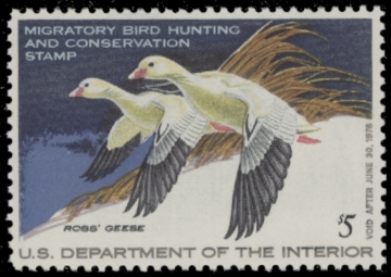Picture of RW44 1977 Duck Stamp  MNH F-VF