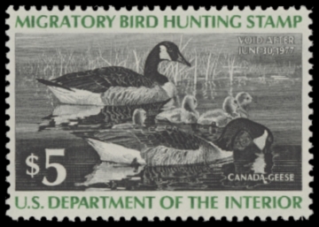 Picture of RW43 1976 Duck Stamp. MLH