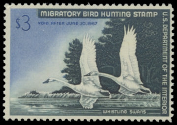 Picture of RW33 1966 Duck Stamp. MNH