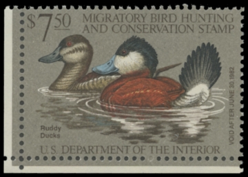 Picture of RW48 1981 Duck Stamp. MNH